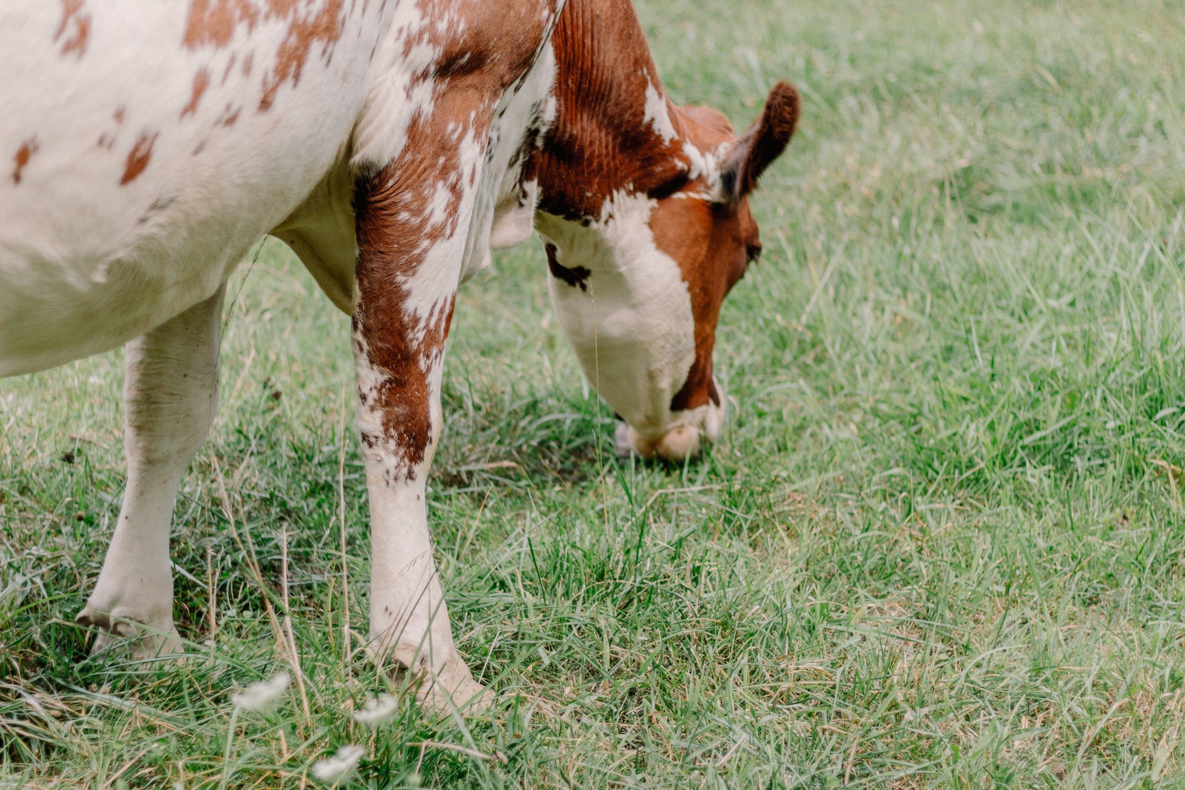 The 6 Benefits of Grass-Fed Whey Protein Powder